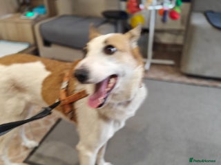 Mixed Breed dogs ๐ALAYA- Gentle 4 Years Girl Dreaming of Home๐ - Advert 3