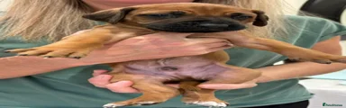 Rhodesian Ridgeback Puppy 6
