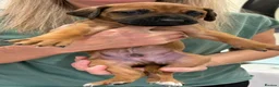 Rhodesian Ridgeback dogs for sale: KC reg/Family pet/Now accepting viewings  - Advert 13