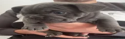 Mixed Breed dogs for sale: Frenglish puppies  - Advert 13