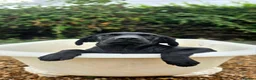 Labrador Retriever dogs for sale: 1 STUNNING BLACK KC BOY - Advert 11