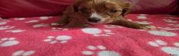 Cavapoo dogs for sale: F1 cavapoos  - Advert 14
