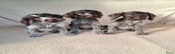 German Wirehaired Pointer dogs for sale: German wirehair pointer pups.  - Advert 5
