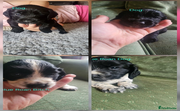 Cocker Spaniel dogs - Advert 2
