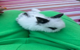 Mini Lion Lop rabbits for sale: 4x mini lop bunnies  - Image 11