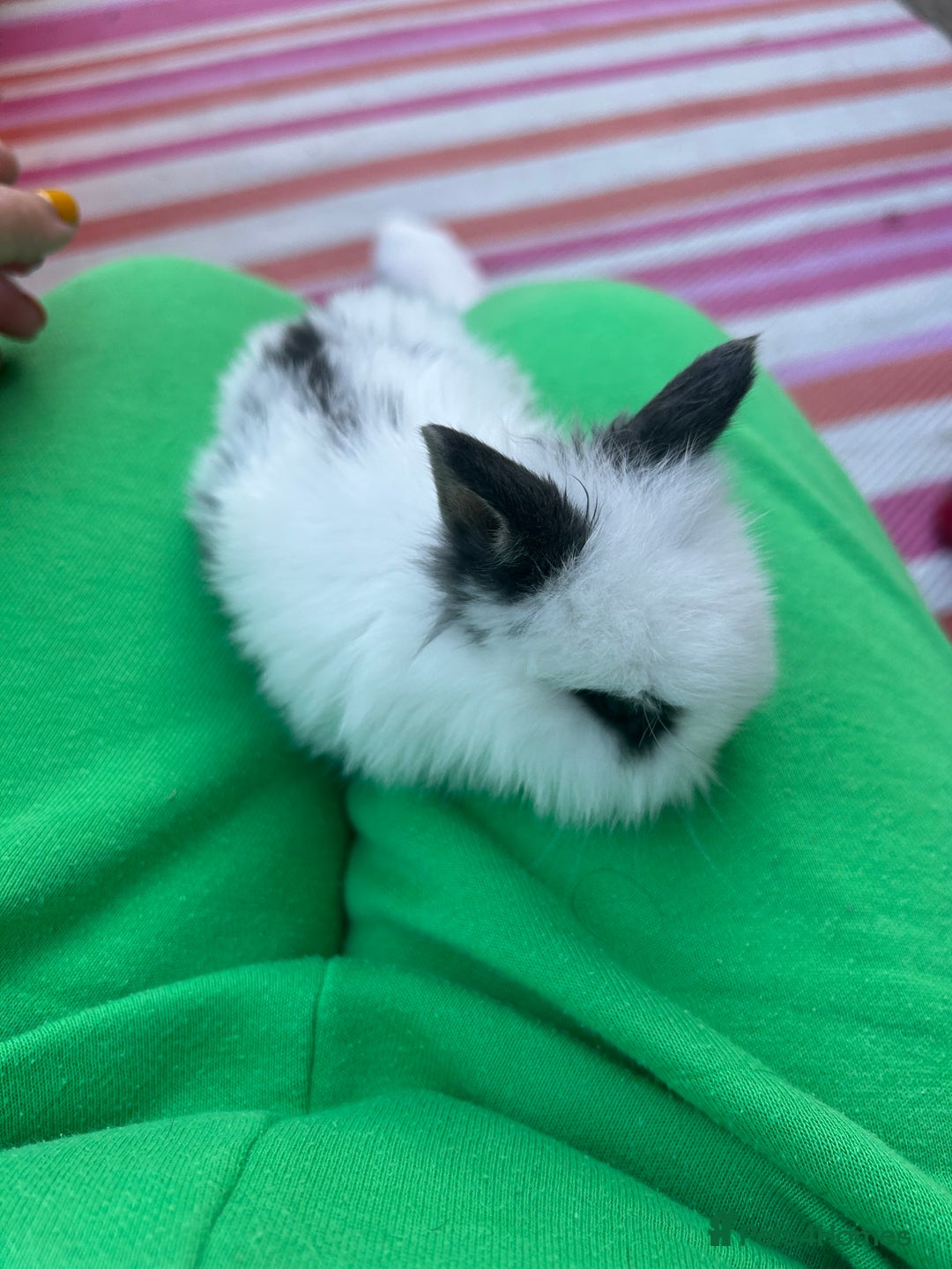 Mini Lion Lop rabbits for sale: 4x mini lop bunnies  - Image 11