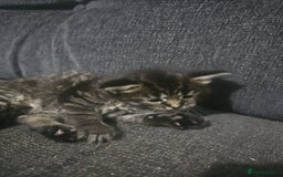 Maine Coon cats for sale: 3 lynx mainecoon kittens ready for forever homes - Image 4