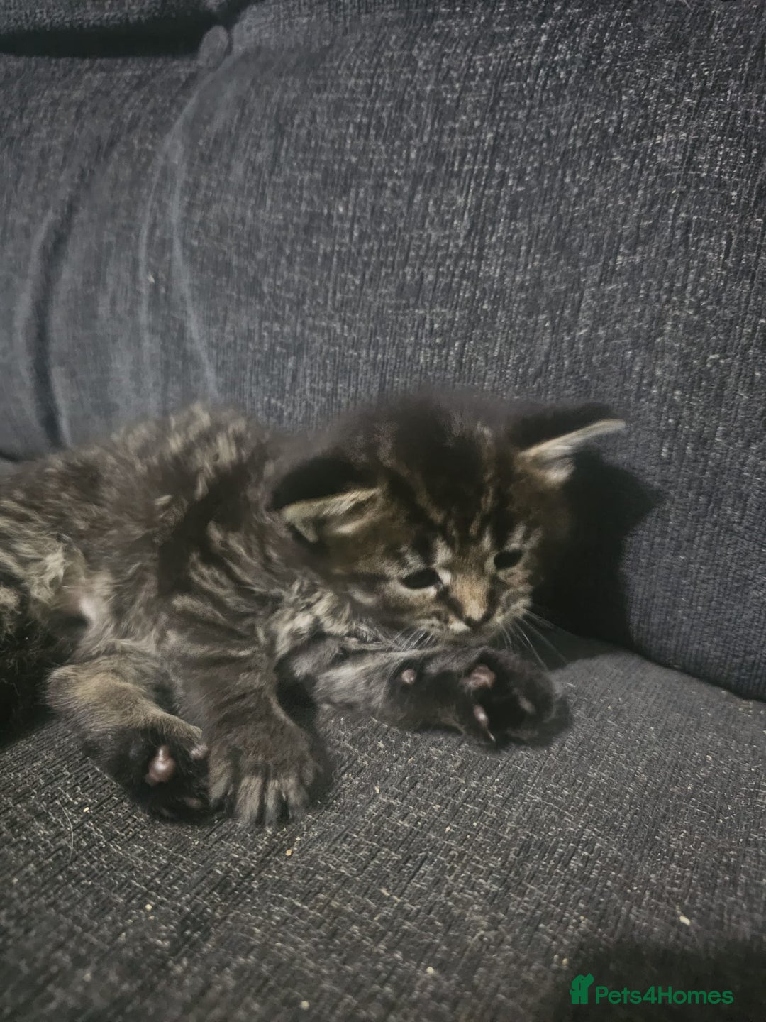 Maine Coon cats for sale: 3 lynx mainecoon kittens ready for forever homes - Image 4