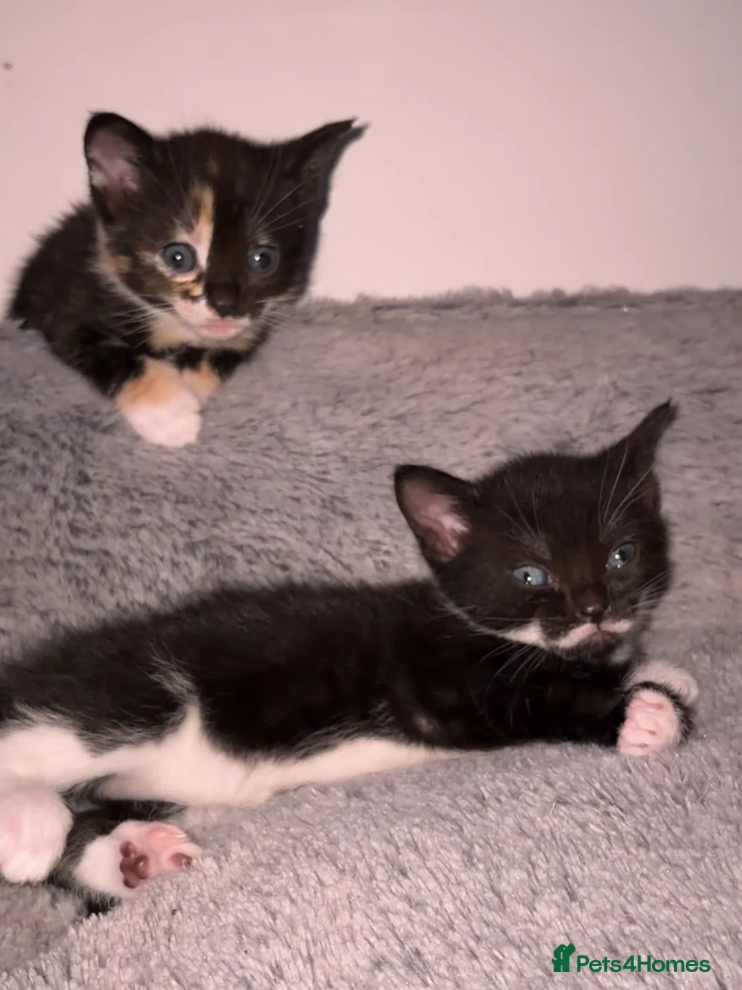 Mixed Breed cats for sale: Kittens for sale  - Advert 2