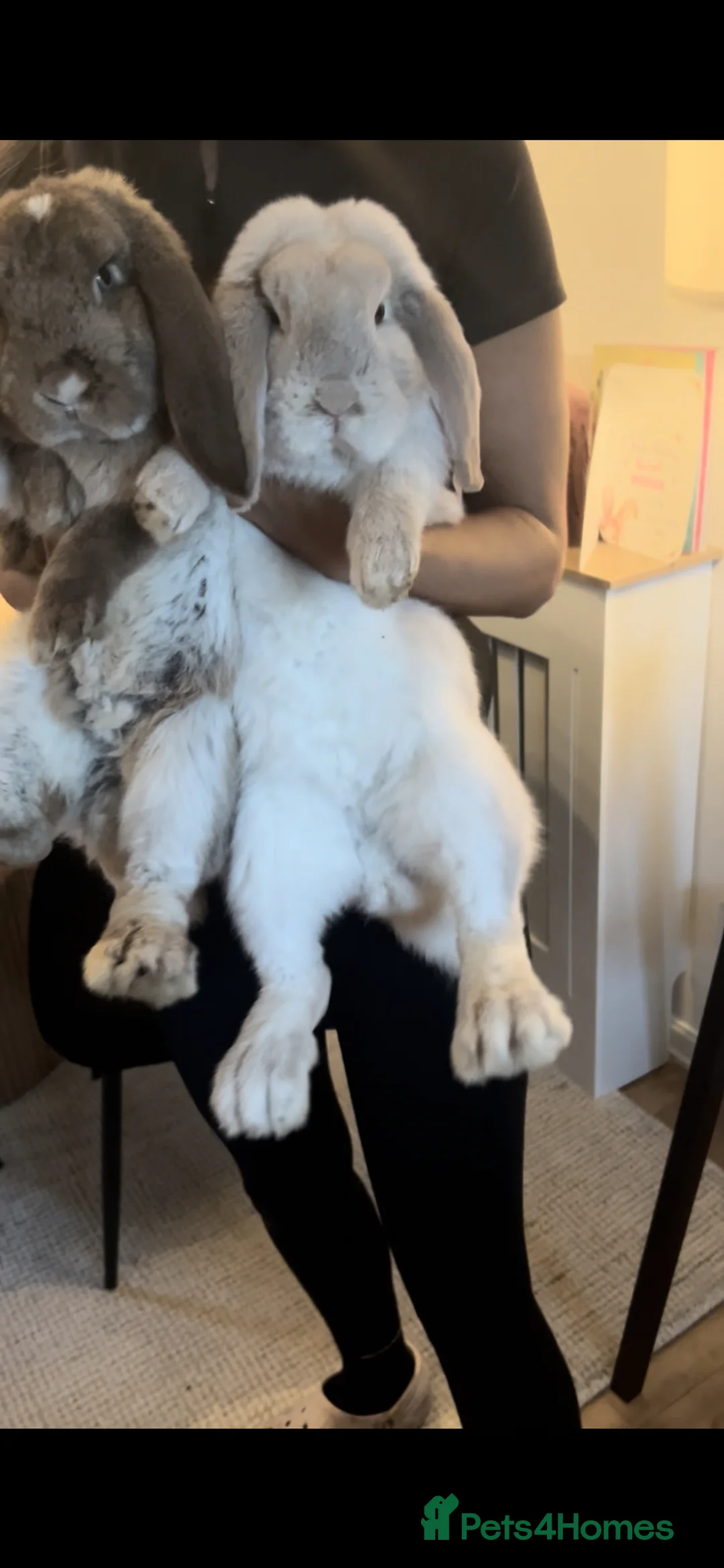 French Lop rabbits for sale: Pair of female rabbits to be re homed  - Advert 2