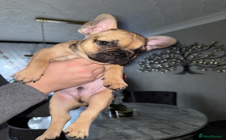 French Bulldog dogs - Advert 1