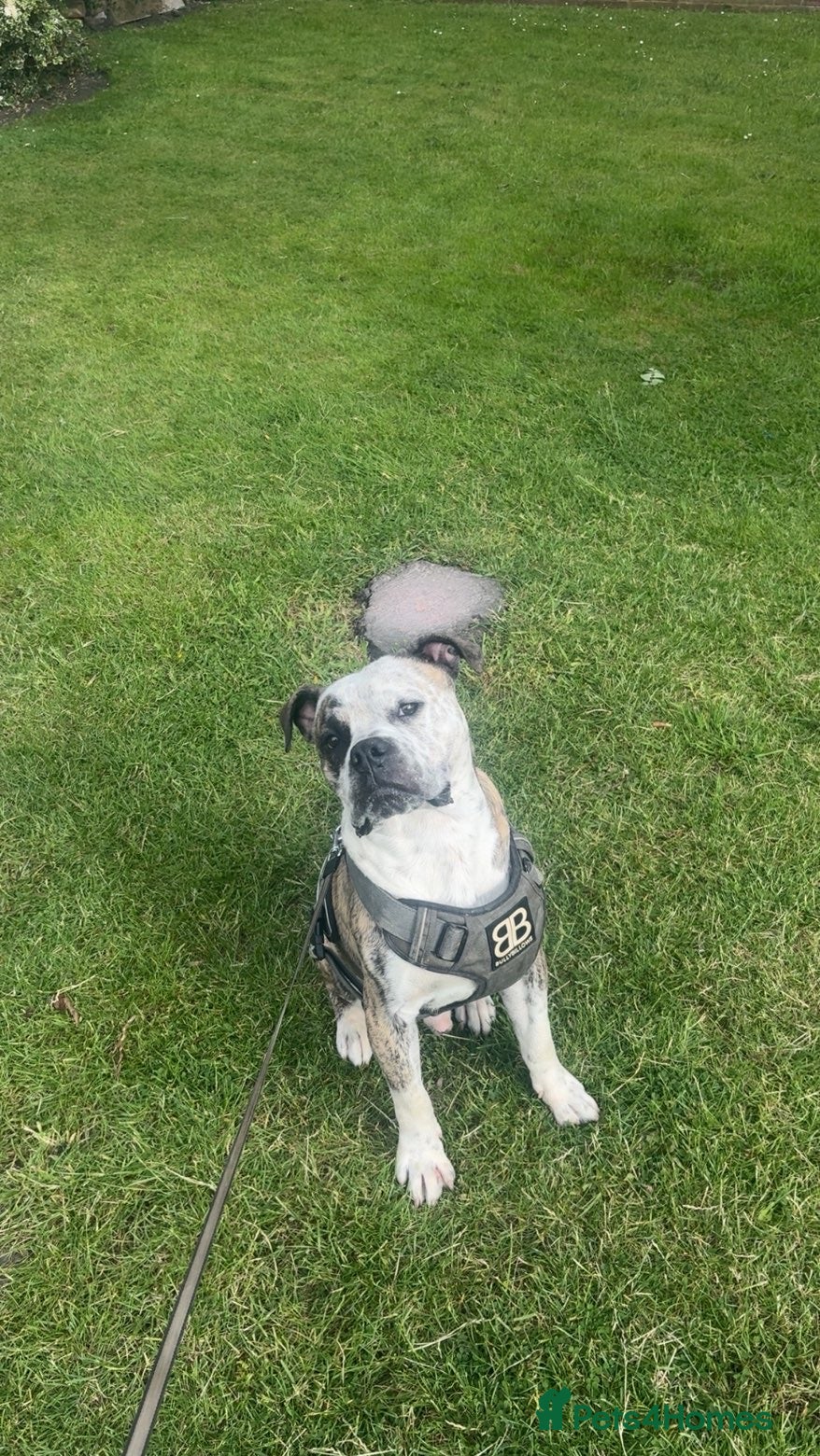 Mixed Breed dogs Male American bull cross - Advert 7
