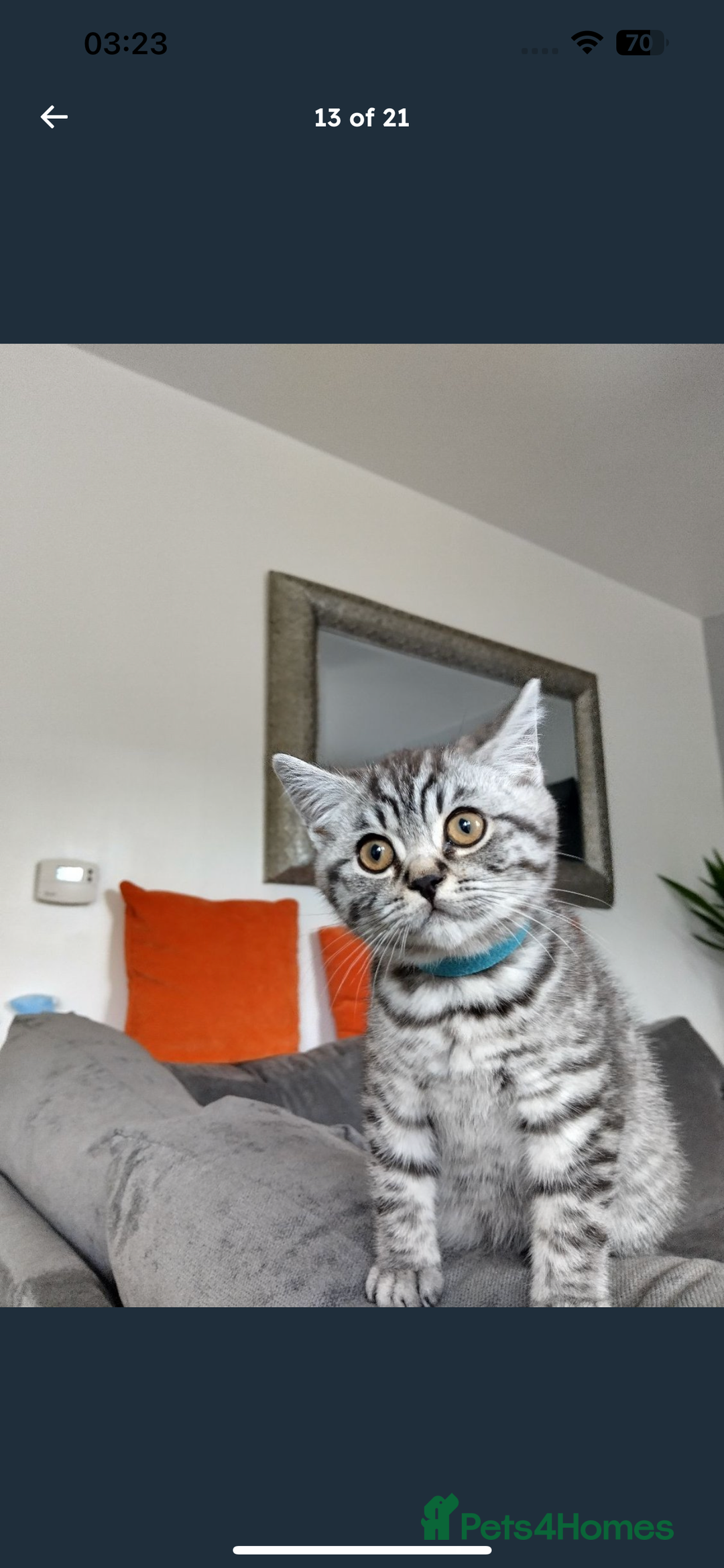 British Shorthair cats for sale: BSH Male Tripod Kitten  - Image 12