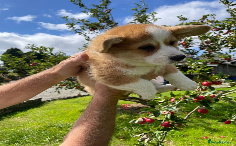 Welsh Corgi Pembroke dogs - Advert 1