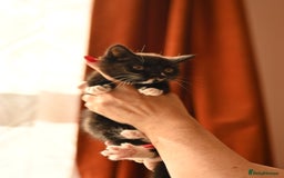 British Longhair cats for sale: Ready To Go This Weekend! 3 Sweet Little Kittens - Image 20