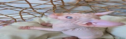 Sphynx cats for sale: Beautiful Canadian Sphynx Kittens Available 💎 - Advert 16