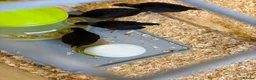 Chickens poultry for sale: Black bantam leghorn chicks - Advert 3