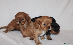 Cavalier King Charles Spaniel dogs for sale: Gorgeous Cavalier King Charles Spaniel puppies - Image 3