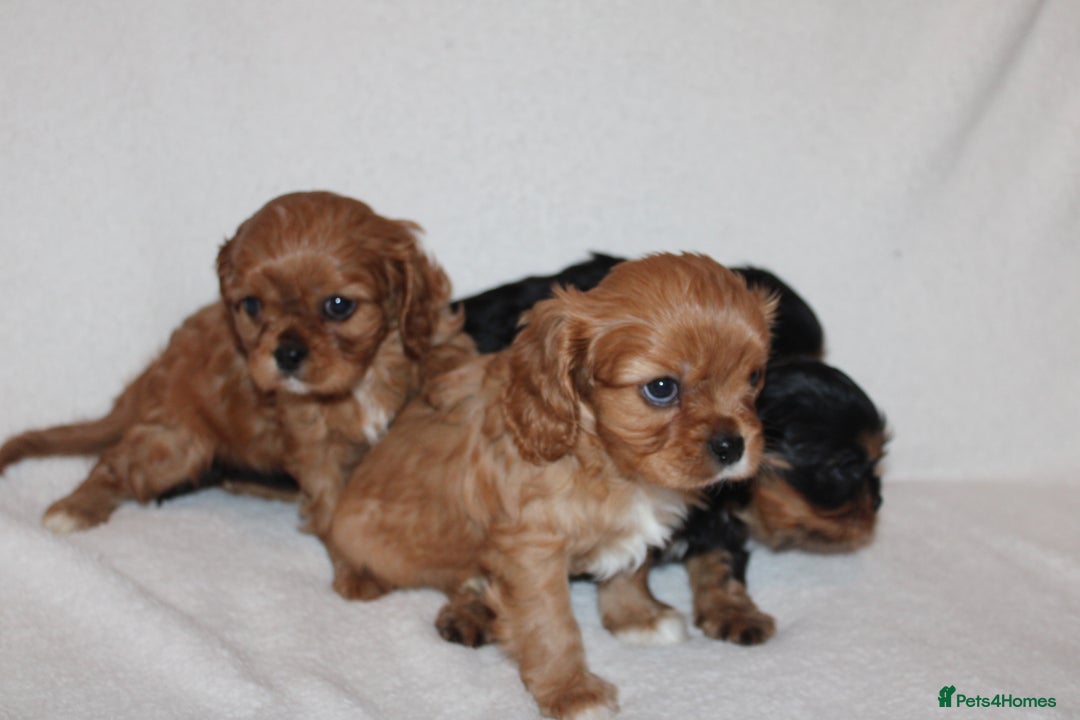 Cavalier King Charles Spaniel dogs for sale: Gorgeous Cavalier King Charles Spaniel puppies - Image 3