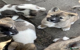 Akita dogs for sale: Ready Now! American Akita Puppies in Liverpool - Image 9