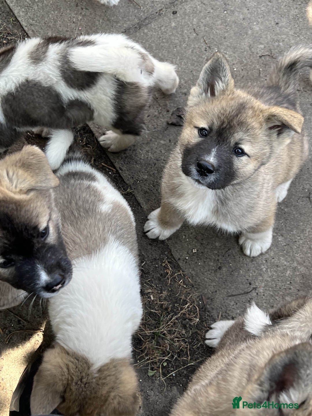 Akita dogs for sale: Ready Now! American Akita Puppies in Liverpool - Image 9