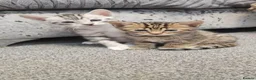Bengal cats for sale: 🐾 Beautiful Bengal Cross Kittens 🐾 - Advert 4