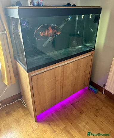 Other/Mixed Breed fish - Advert 13