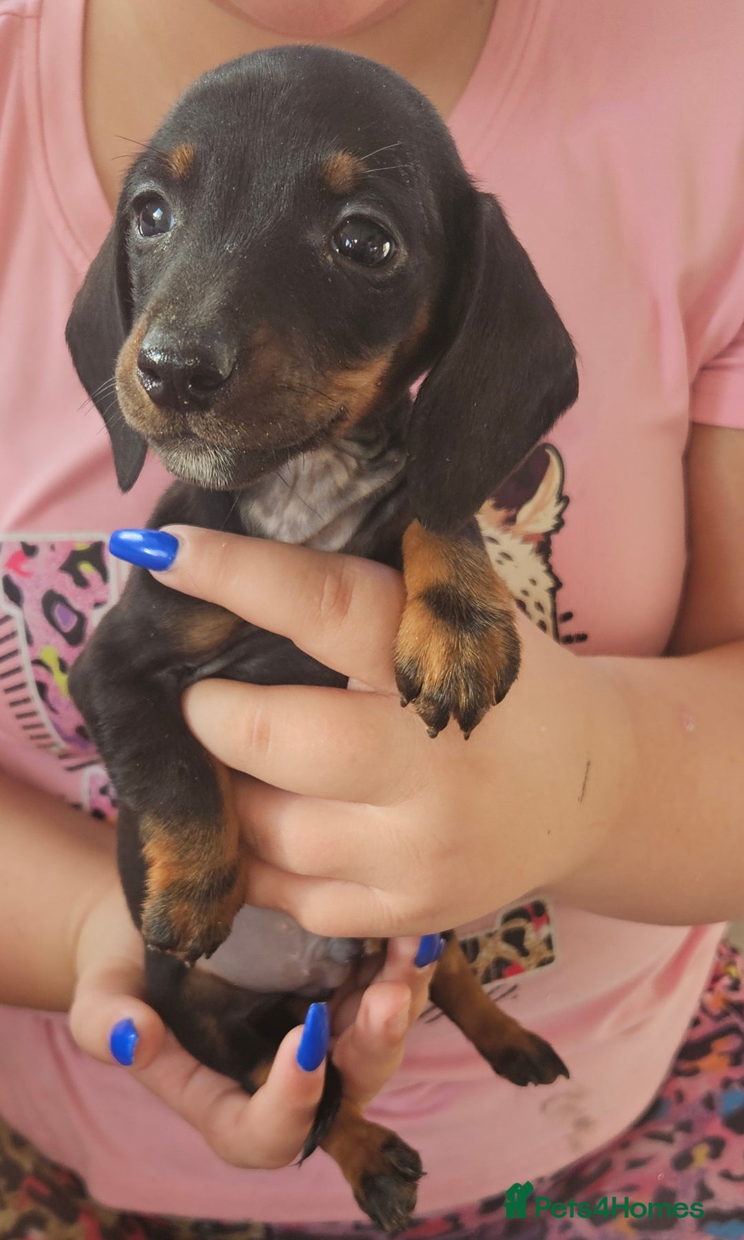 Miniature Dachshund dogs for sale: Miniature dachshund puppies  - Image 8
