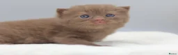 British Shorthair cats for sale: PEDIGREE BRITISH SHORTHAIR KITTENS - Advert 13