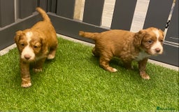Cocker Spaniel dogs for sale: DARK RED W/COCKER SPANIEL BOY PUPPIES AVAILABLE  - Image 12
