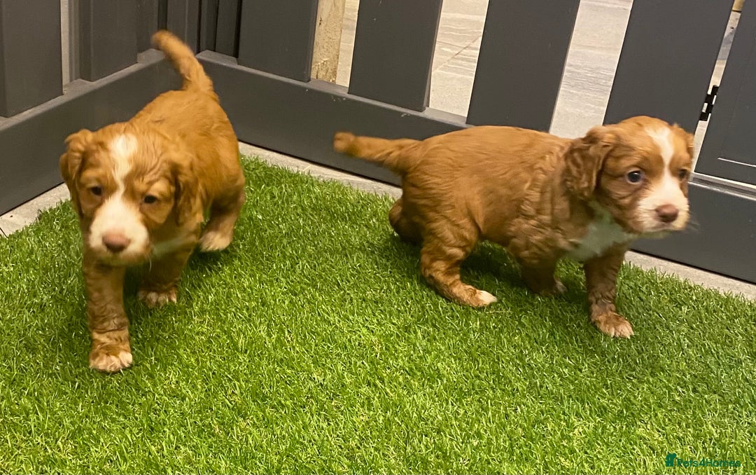 Cocker Spaniel dogs for sale: DARK RED W/COCKER SPANIEL BOY PUPPIES AVAILABLE  - Image 12