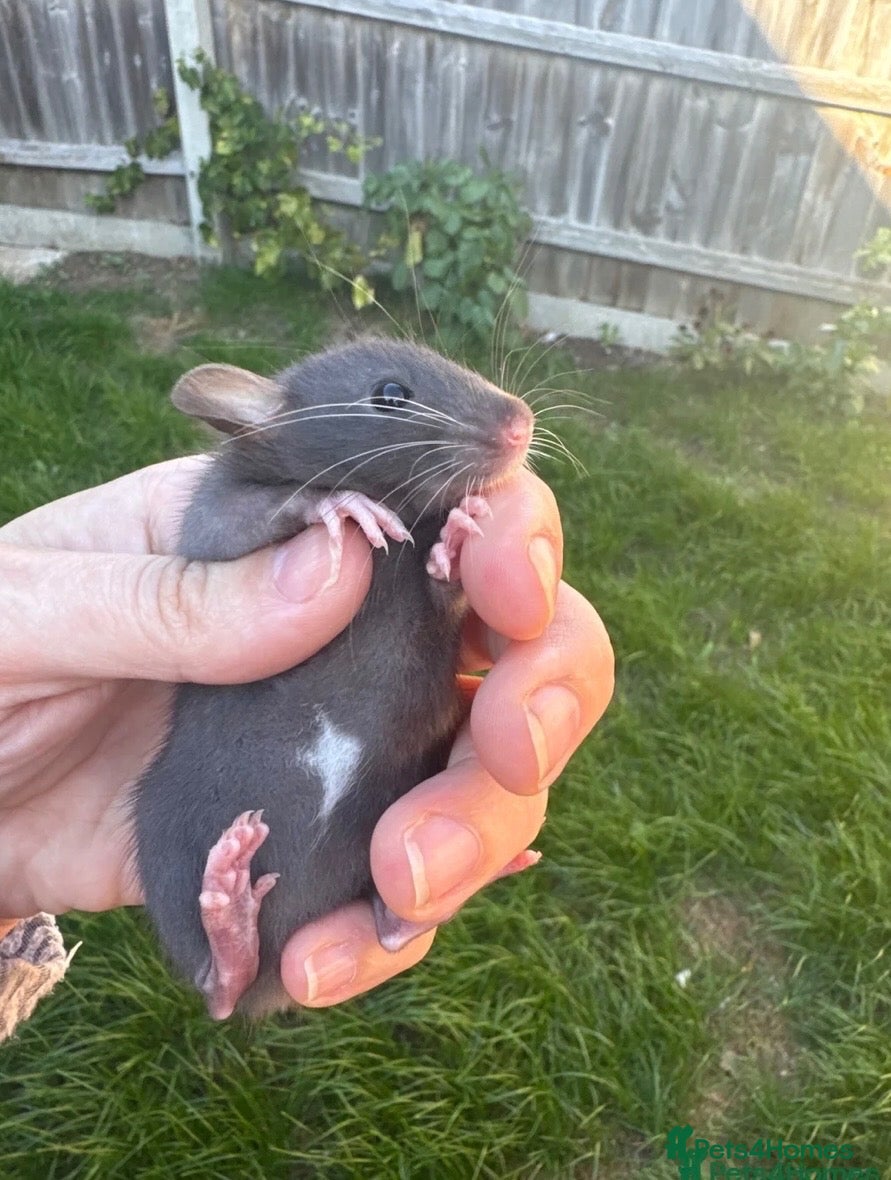 Rat rodents Baby dwarf rats for sale - Advert 16