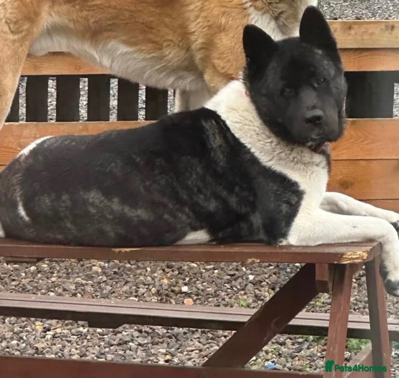 Akita dogs Full Bread American Akita  - Advert 1