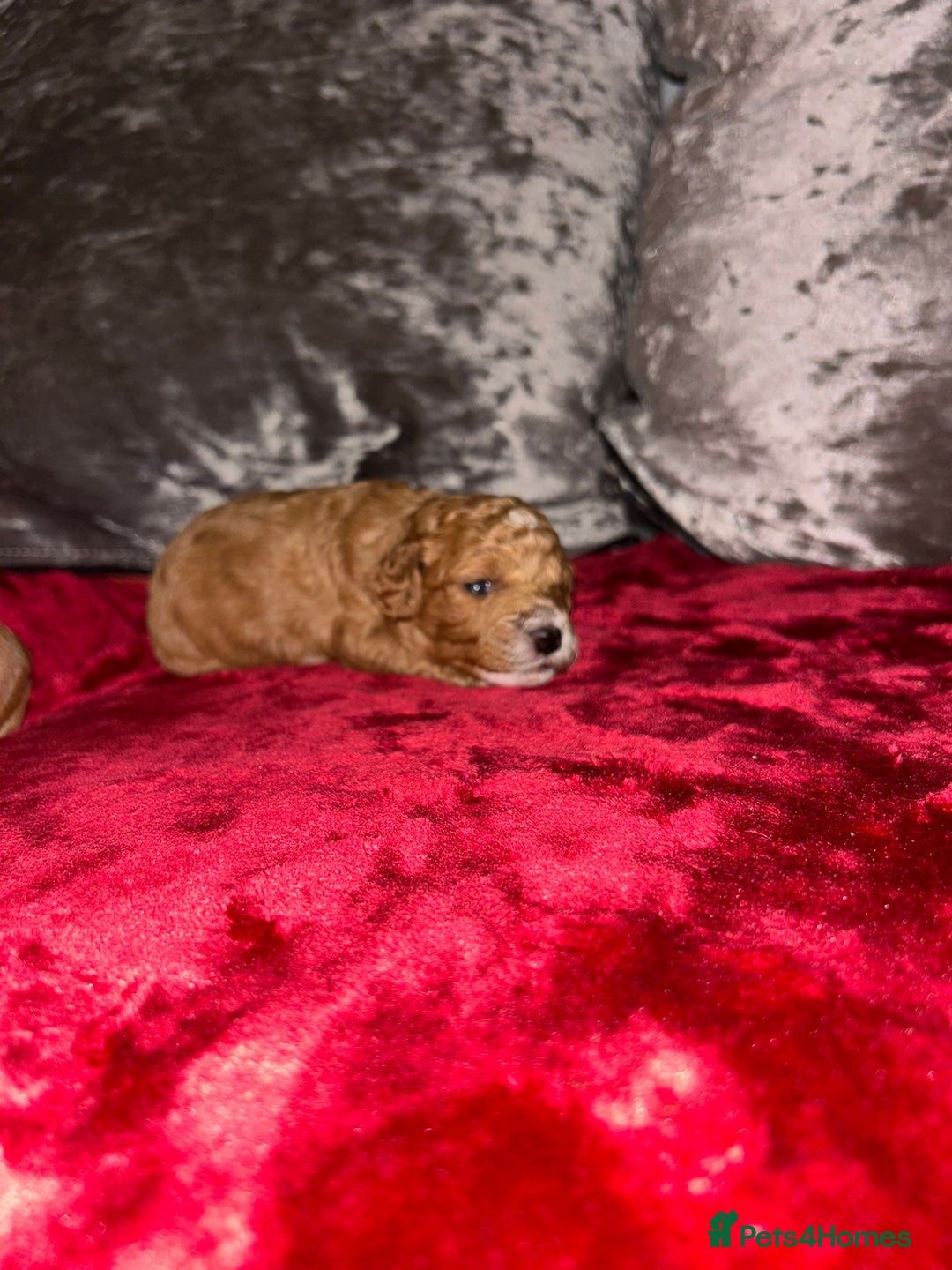 Cavapoo dogs for sale: Cavapoo  - Advert 6