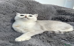 British Shorthair cats for sale: Champions Bloodlines  British and Scottish cats  in Feltham - Image 13