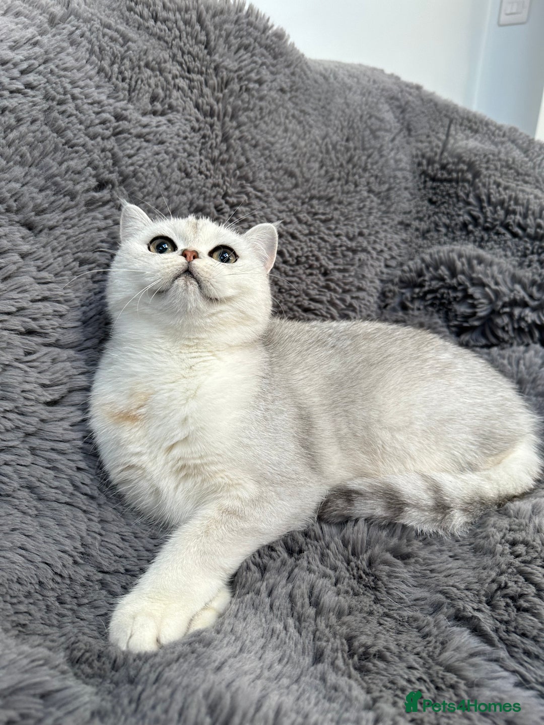 British Shorthair cats for sale: Champions Bloodlines  British and Scottish cats  in Feltham - Image 13