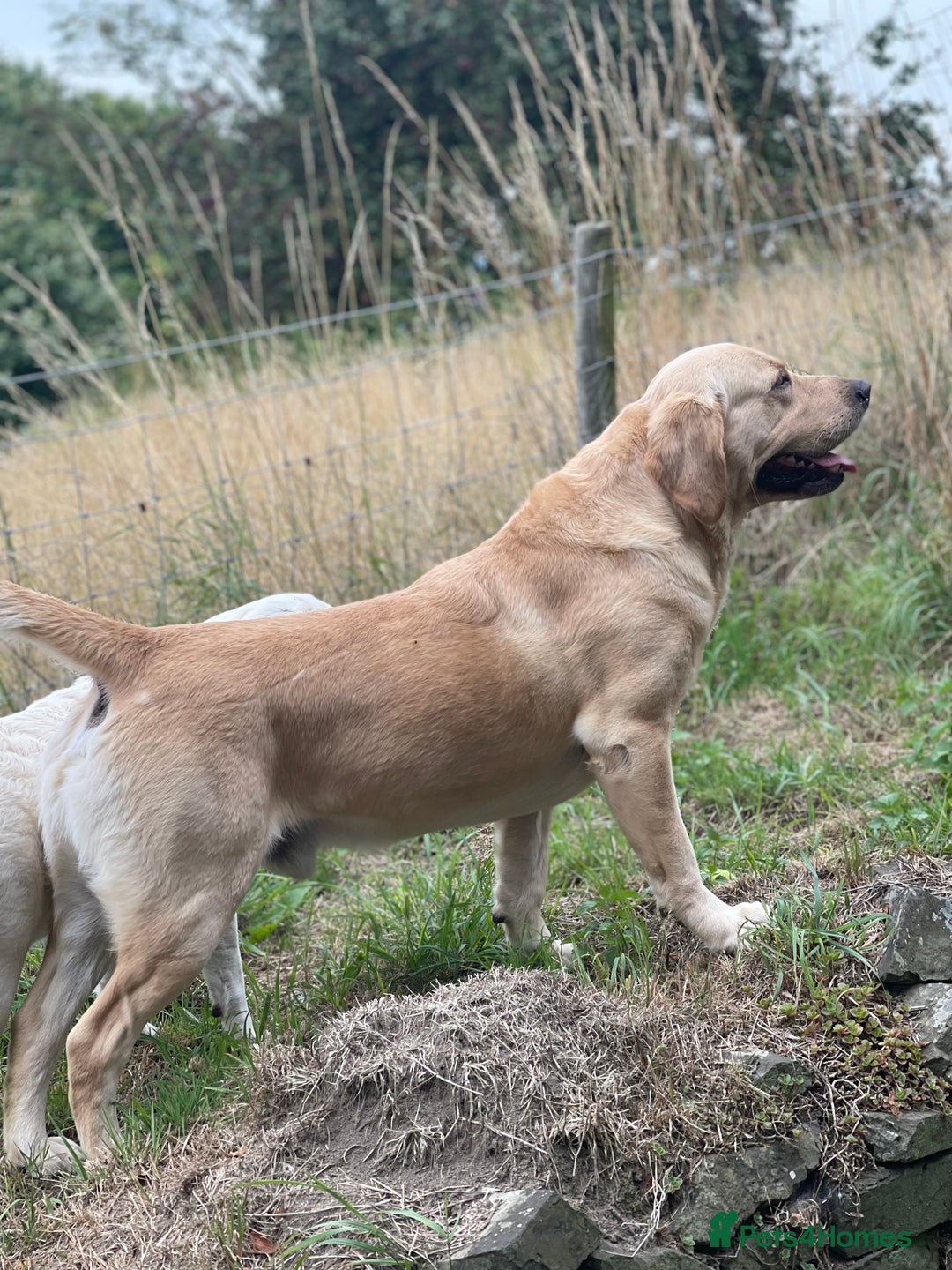 Goldador dogs for stud: Stunning Goldador for Stud in Oswestry - Advert 36