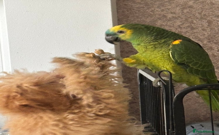 Parrots birds - Advert 2
