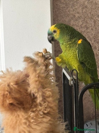Parrots birds - Advert 1