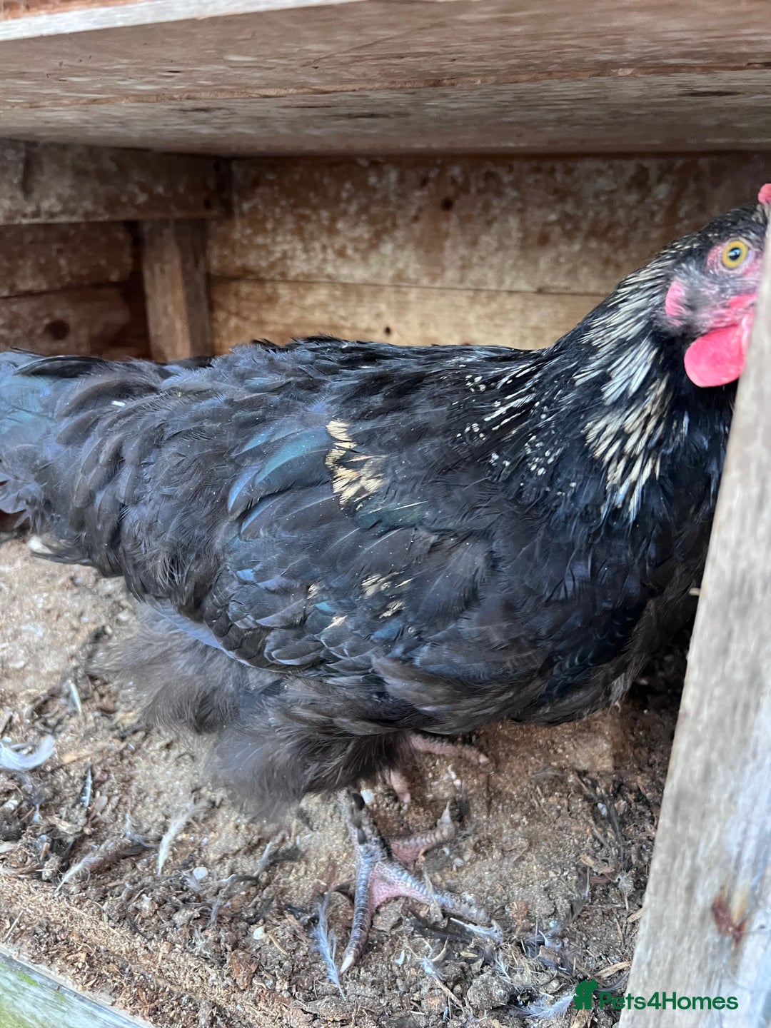Chickens poultry for sale: Young cockerel 12wks. From hybrid breed  - Advert 3
