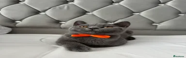British Shorthair 🧡