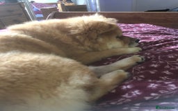 Chow Chow dogs for sale: Chow chow - Image 3