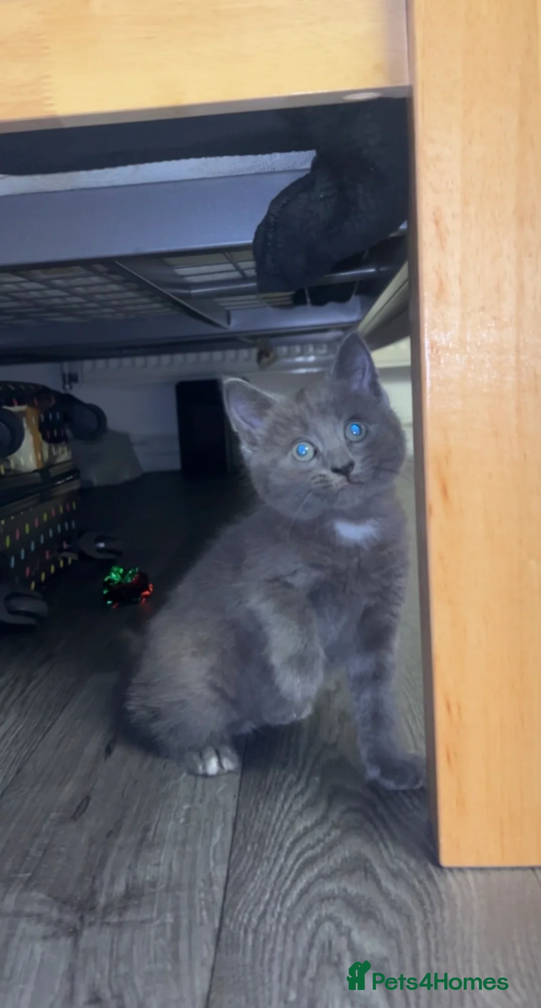 British Longhair cats for sale: Beautiful kitten  - Advert 4