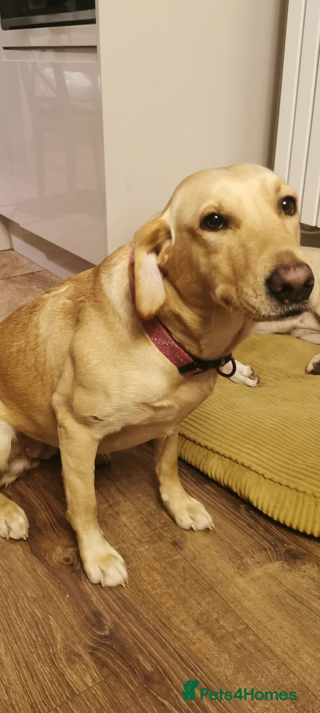 Labrador Retriever dogs for sale: Beautifully Labrador Puppies - Advert 1
