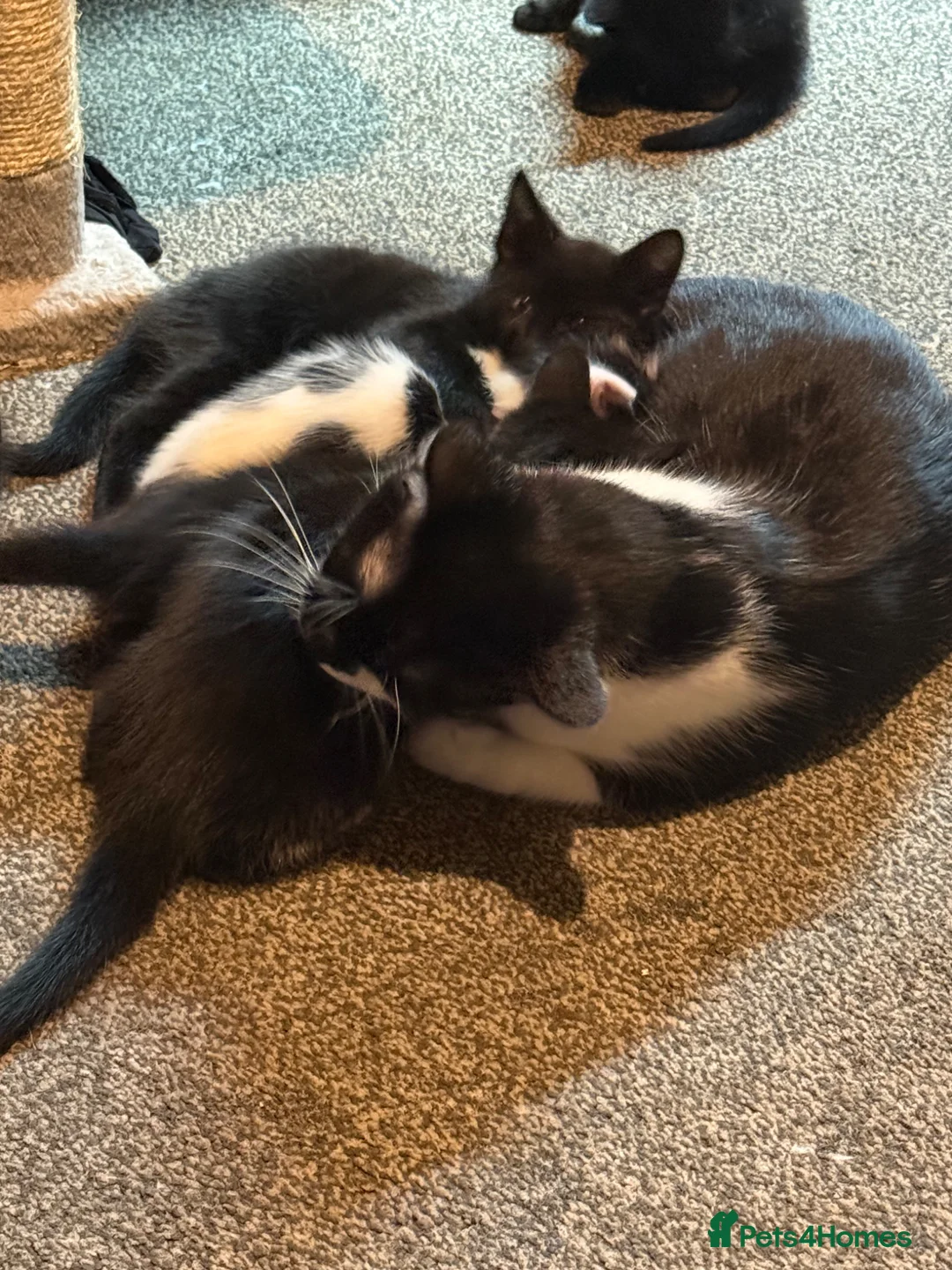 Mixed Breed cats for sale: Beautiful kittens - Advert 1