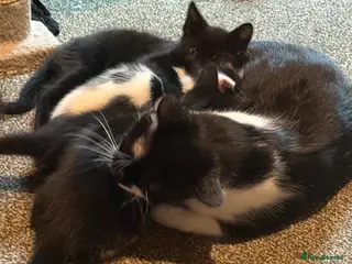 Mixed Breed cats Beautiful kittens - Advert 1