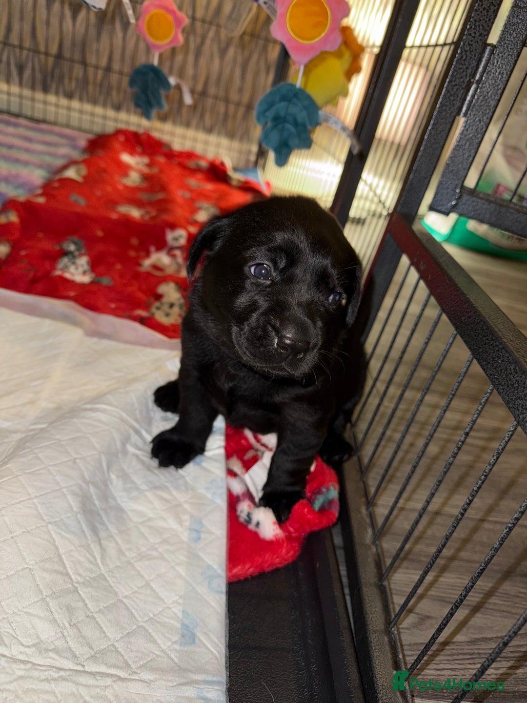 Labrador Retriever dogs for sale: (REDUCED) KC registered Labradors  - Advert 21