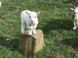 Goats livestock Pygmy goats - Advert 21