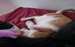 Mixed Breed cats for adoption: Cuddly, One Eyed *Indoor* cat  - Image 3