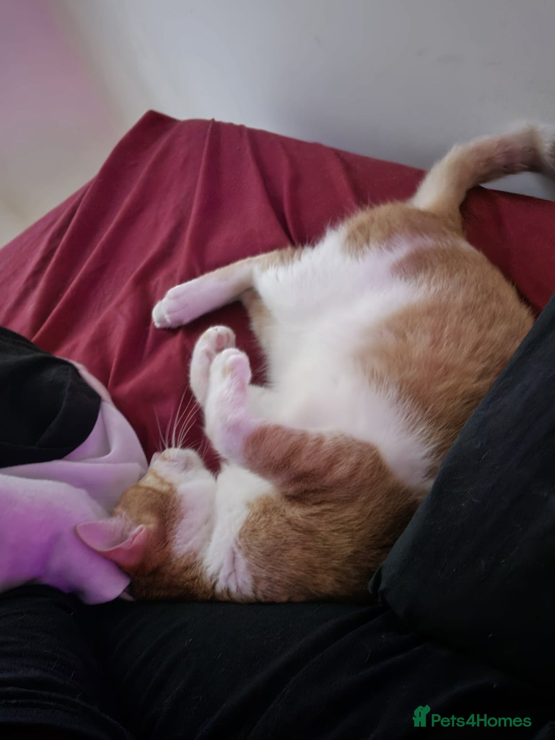Mixed Breed cats for adoption: Cuddly, One Eyed *Indoor* cat  - Image 3